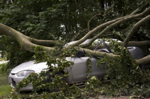 Umgestürzter Baum trifft Auto